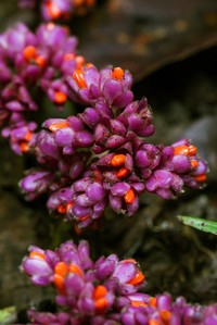 Amischotolype hirsuta
