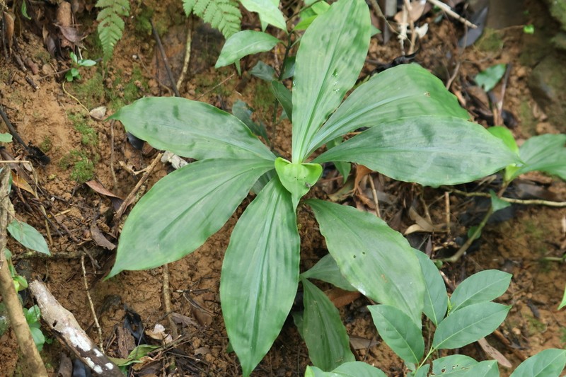 Amischotolype hispida photo 2