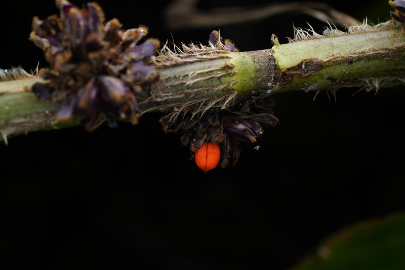 Amischotolype hispida photo 3