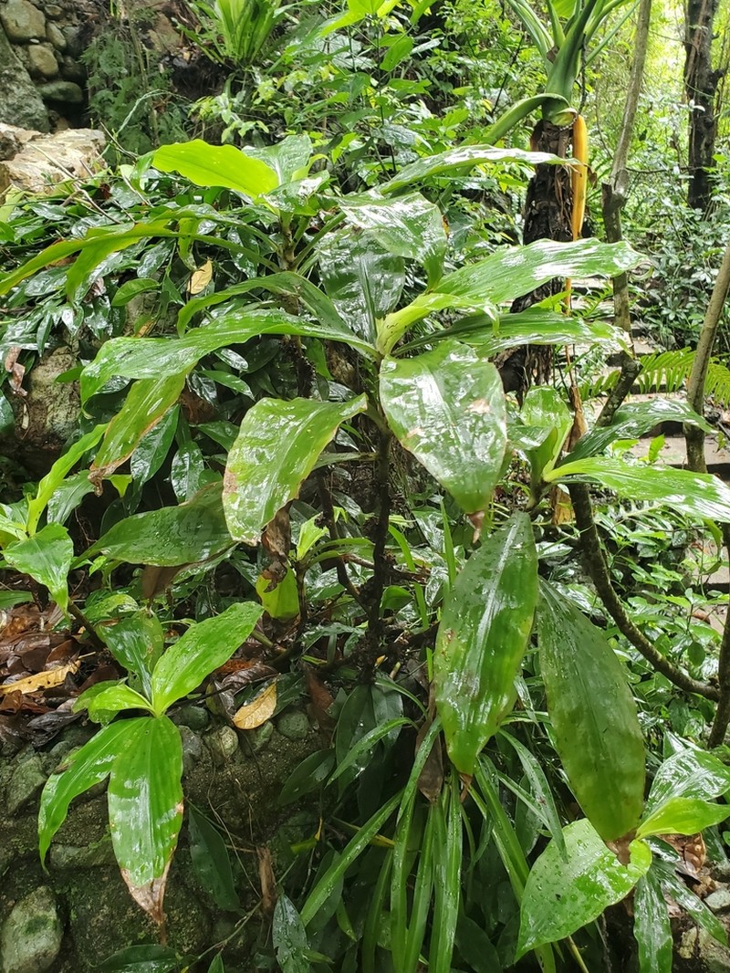 Amischotolype hispida photo 4
