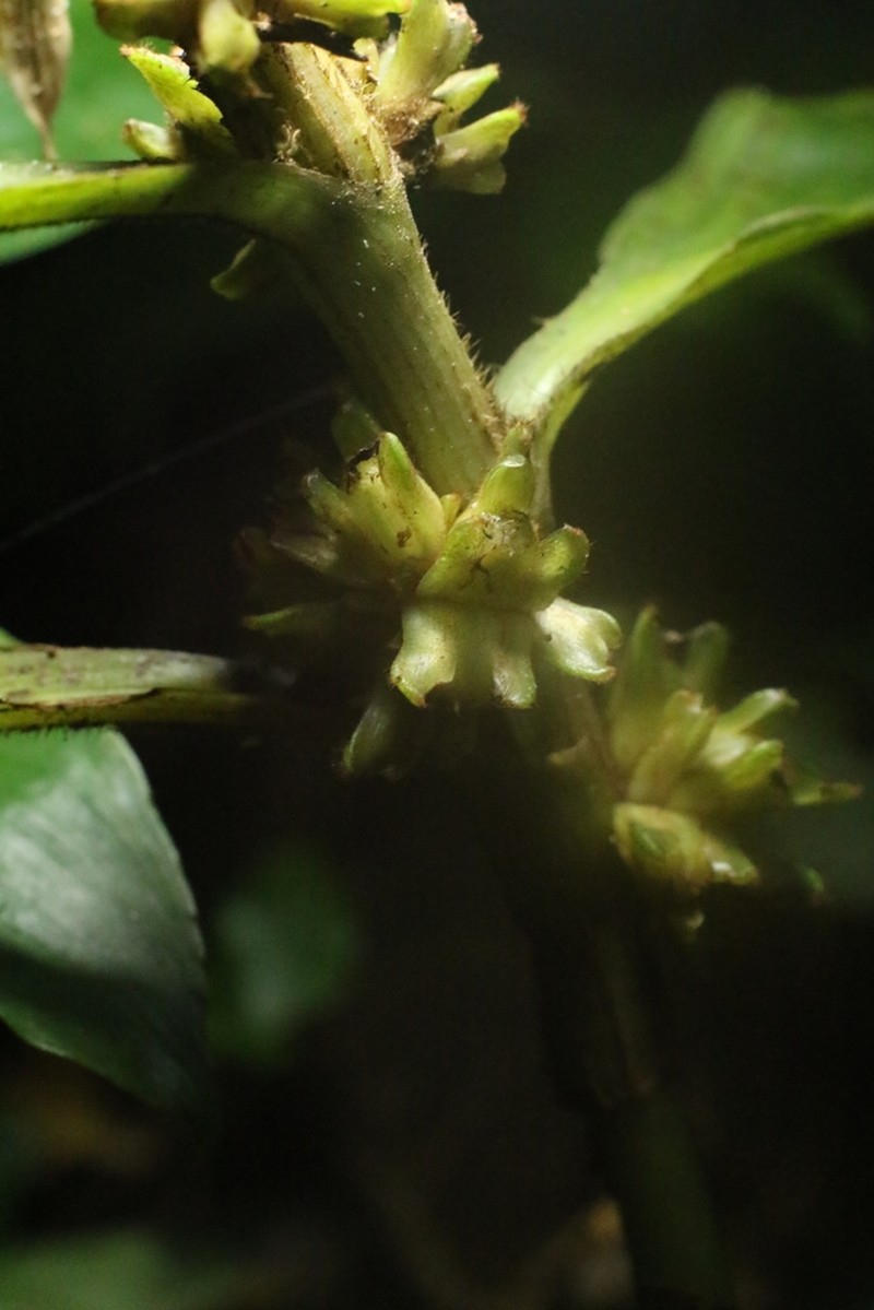 Amischotolype hispida photo 5