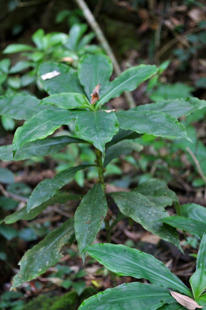 Amischotolype hispida photo 6