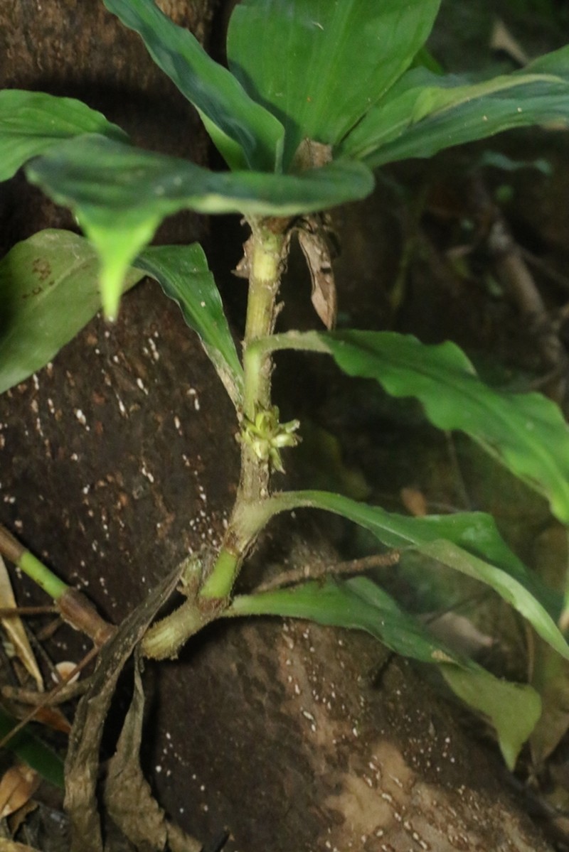 Amischotolype hispida photo 7