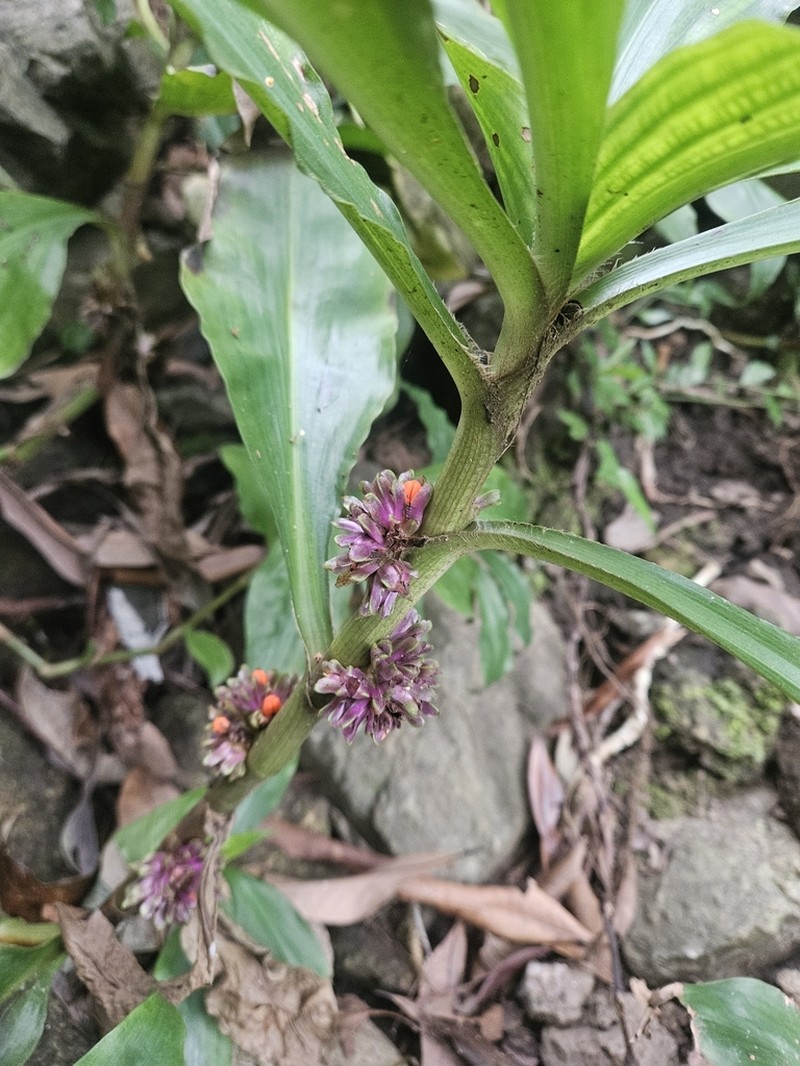 Amischotolype hispida photo 8