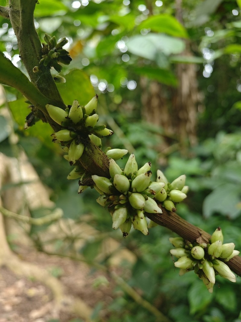 Amischotolype hookeri