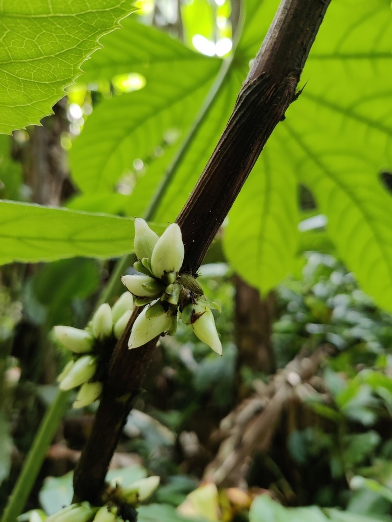 Amischotolype hookeri photo 2