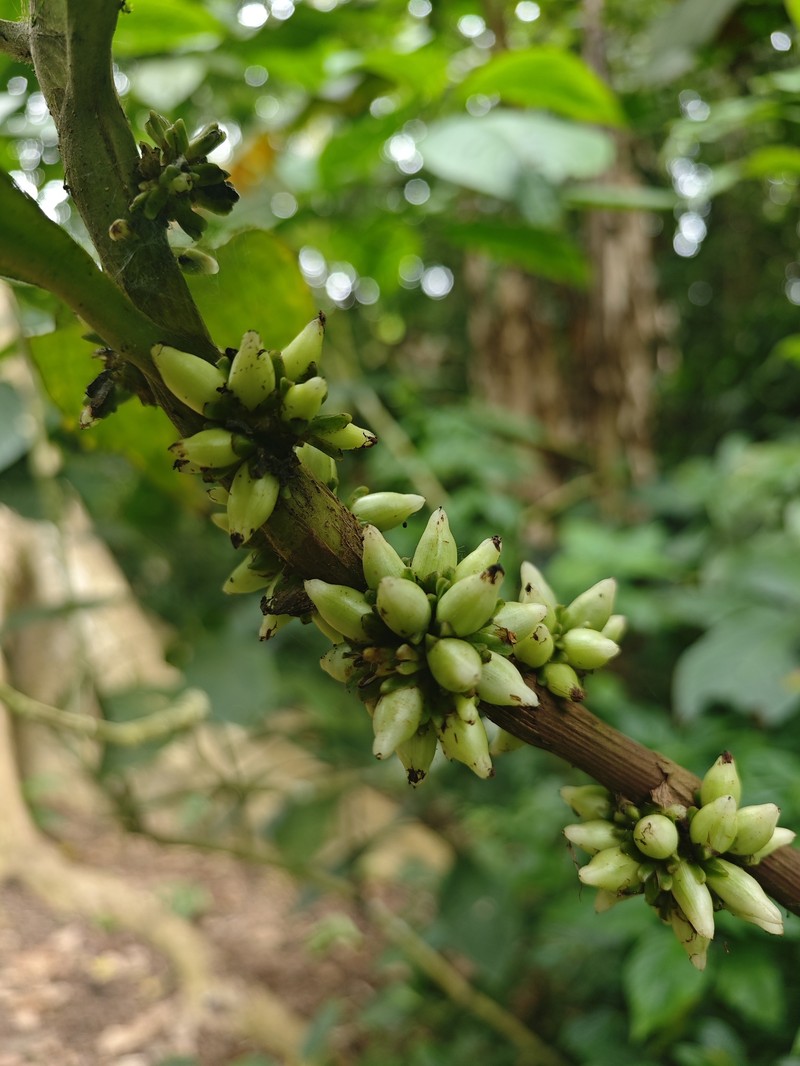 Amischotolype hookeri photo 3
