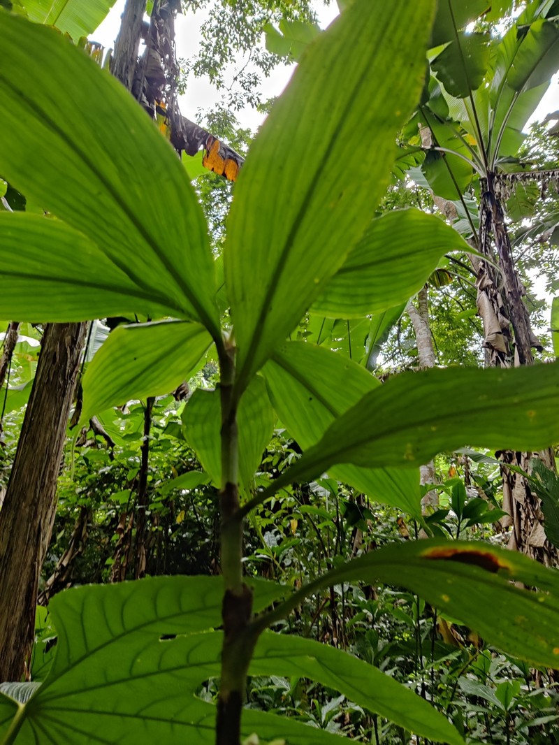 Amischotolype hookeri photo 4