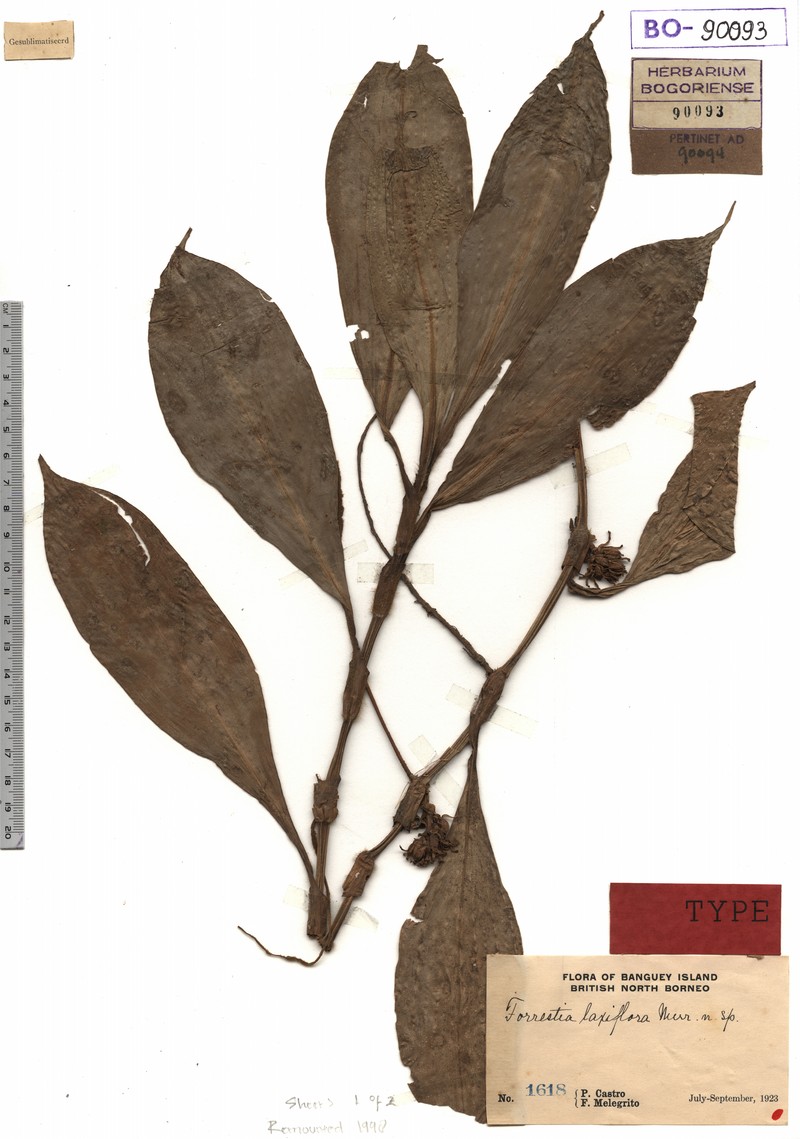 Amischotolype laxiflora