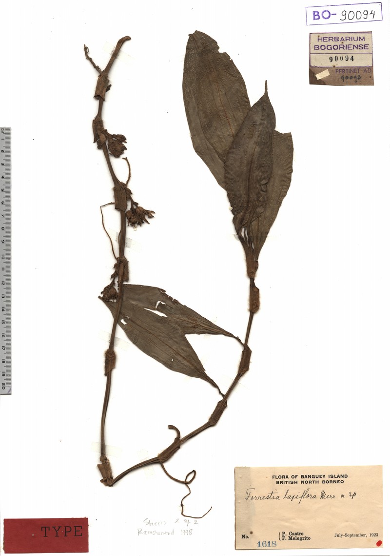 Amischotolype laxiflora photo 2