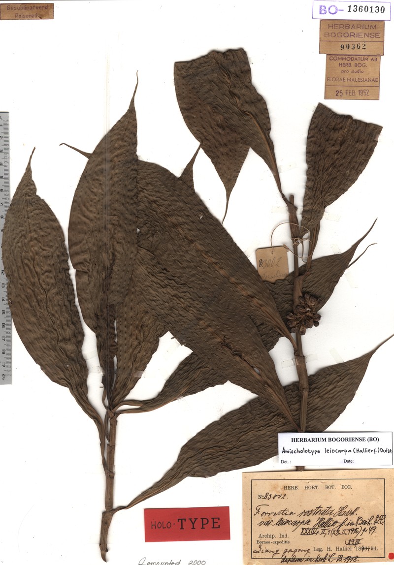 Amischotolype leiocarpa