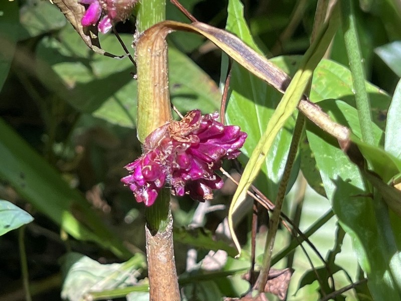 Amischotolype marginata photo 2