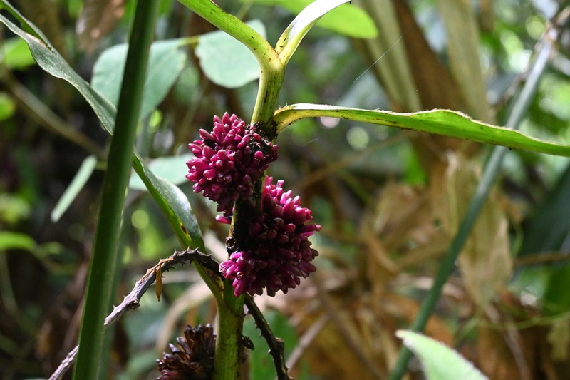 Amischotolype marginata photo 3