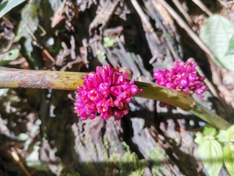 Amischotolype marginata photo 5