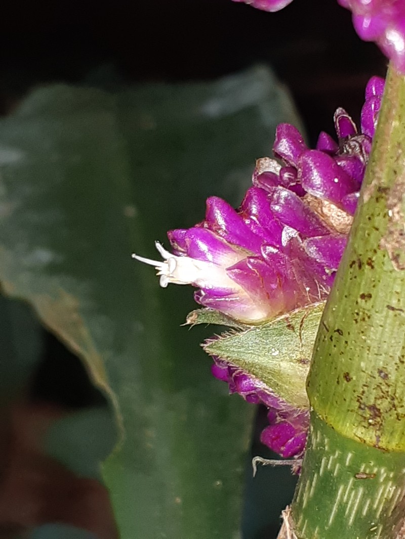 Amischotolype marginata photo 7