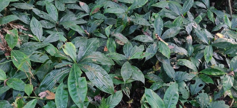 Amischotolype mollissima