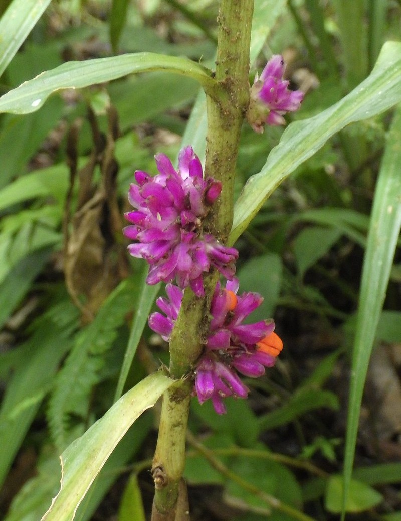 Amischotolype mollissima photo 2