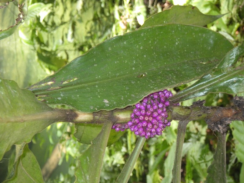 Amischotolype mollissima photo 3