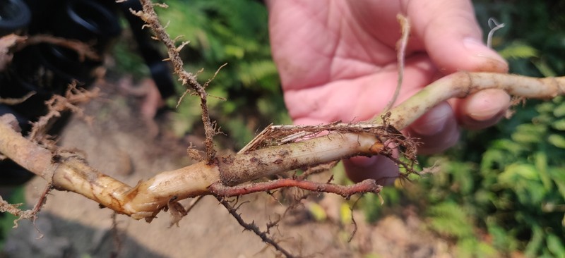 Amischotolype mollissima photo 4