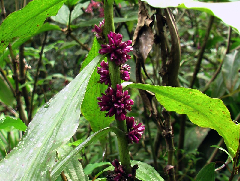 Amischotolype mollissima photo 5