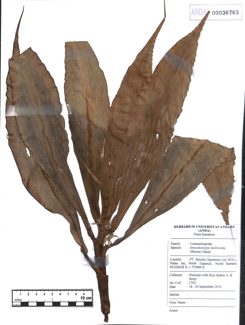 Amischotolype mollissima photo 6