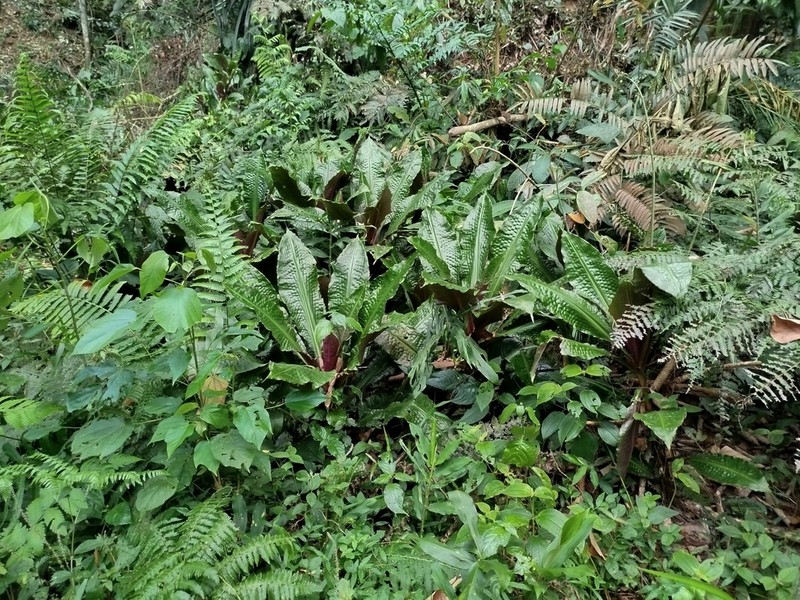 Amischotolype monosperma