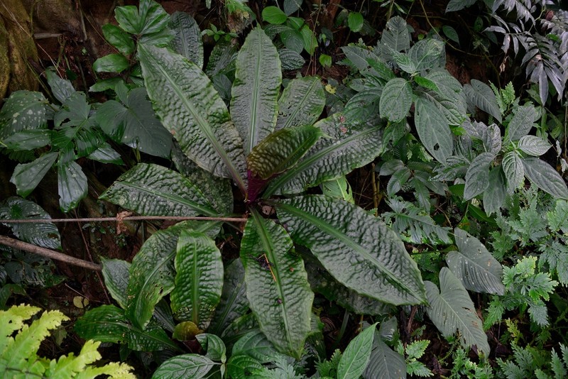 Amischotolype monosperma photo 2