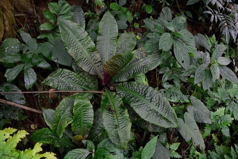 Amischotolype monosperma photo 3
