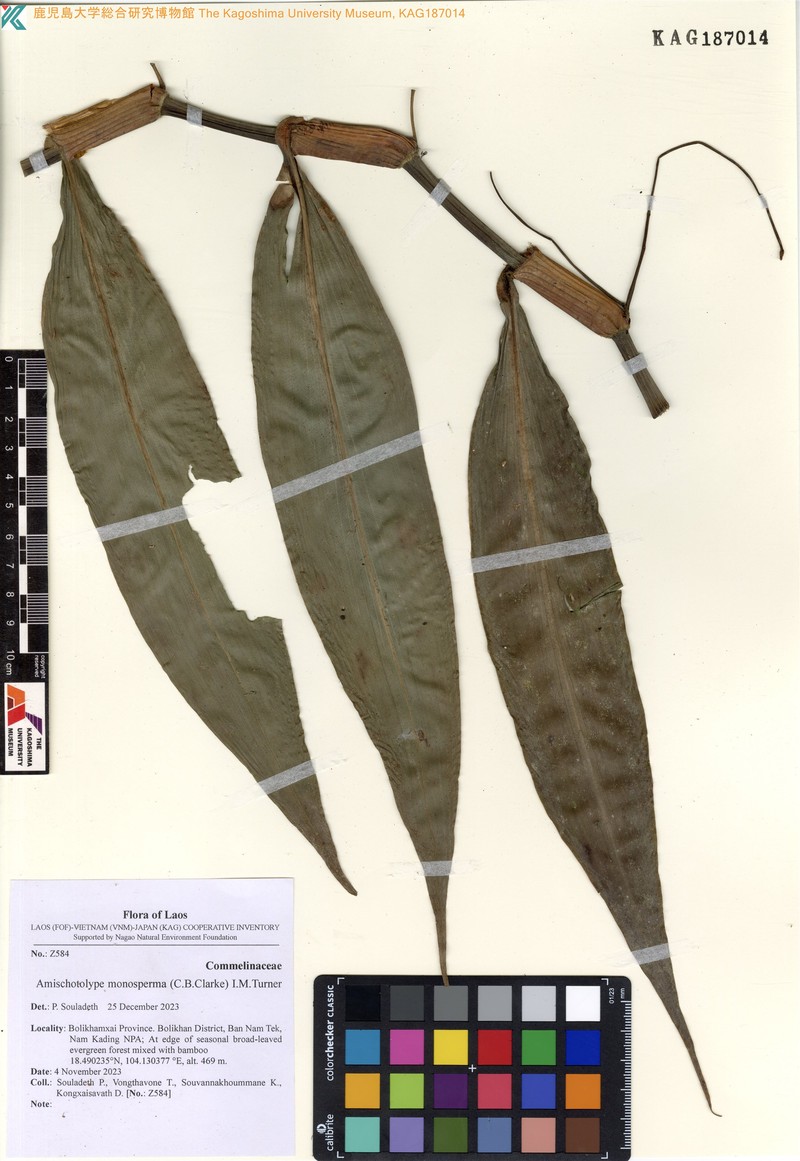 Amischotolype monosperma photo 4