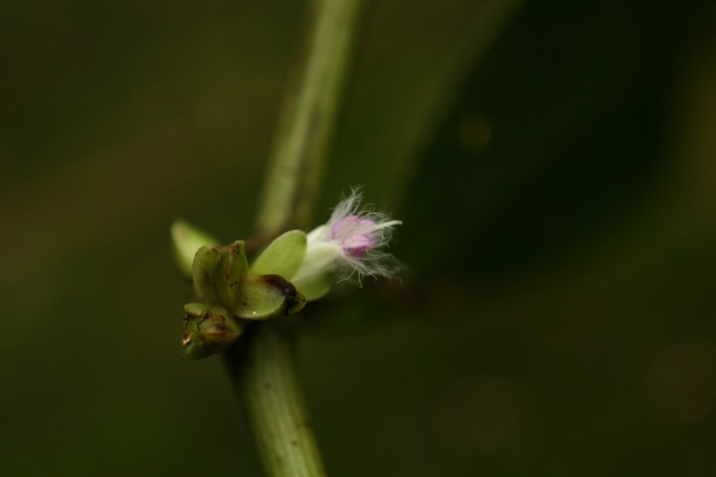 Amischotolype neoscandens photo 3