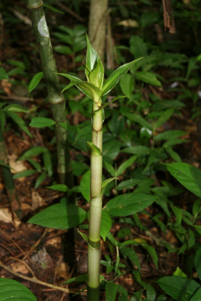 Amischotolype neoscandens photo 2