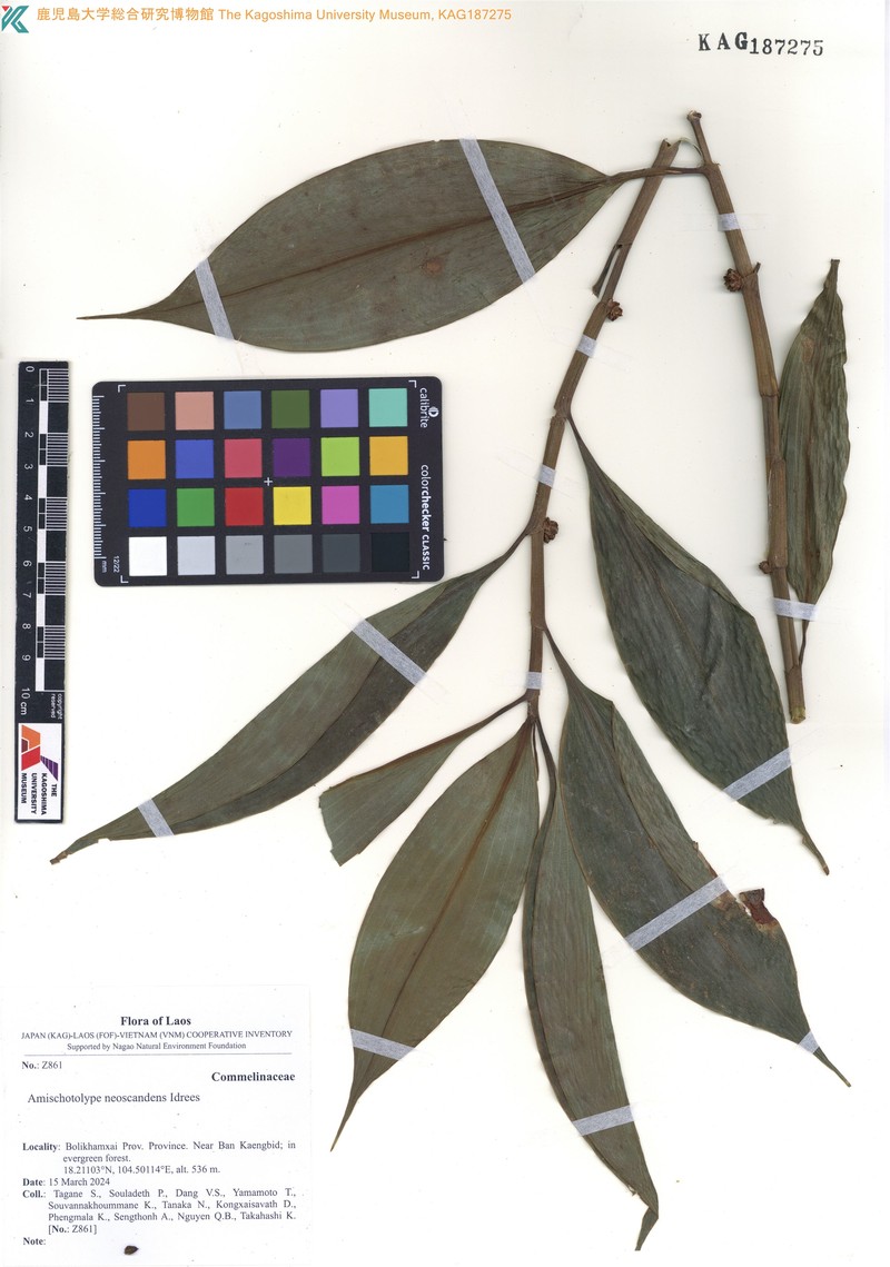 Amischotolype neoscandens photo 3