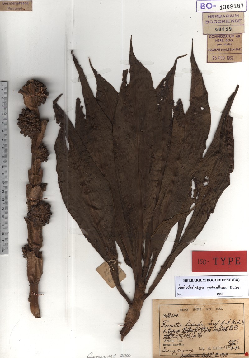Amischotolype pedicellata