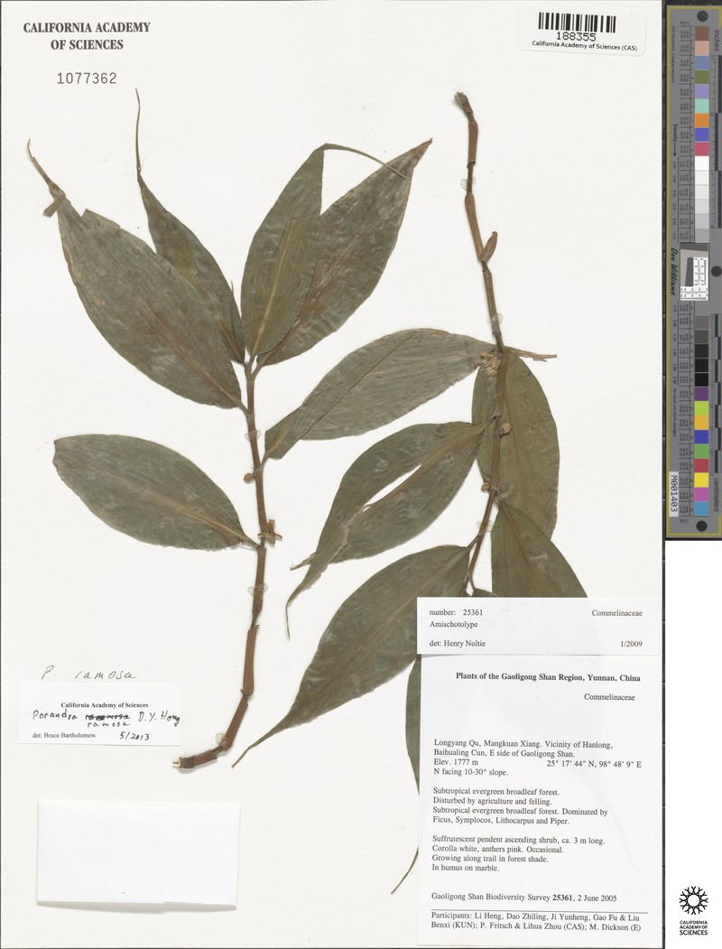 Amischotolype ramosa