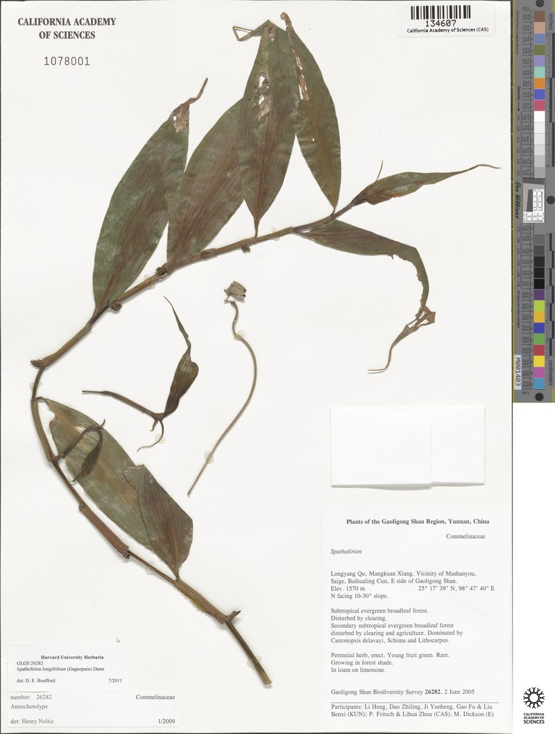 Amischotolype ramosa photo 2