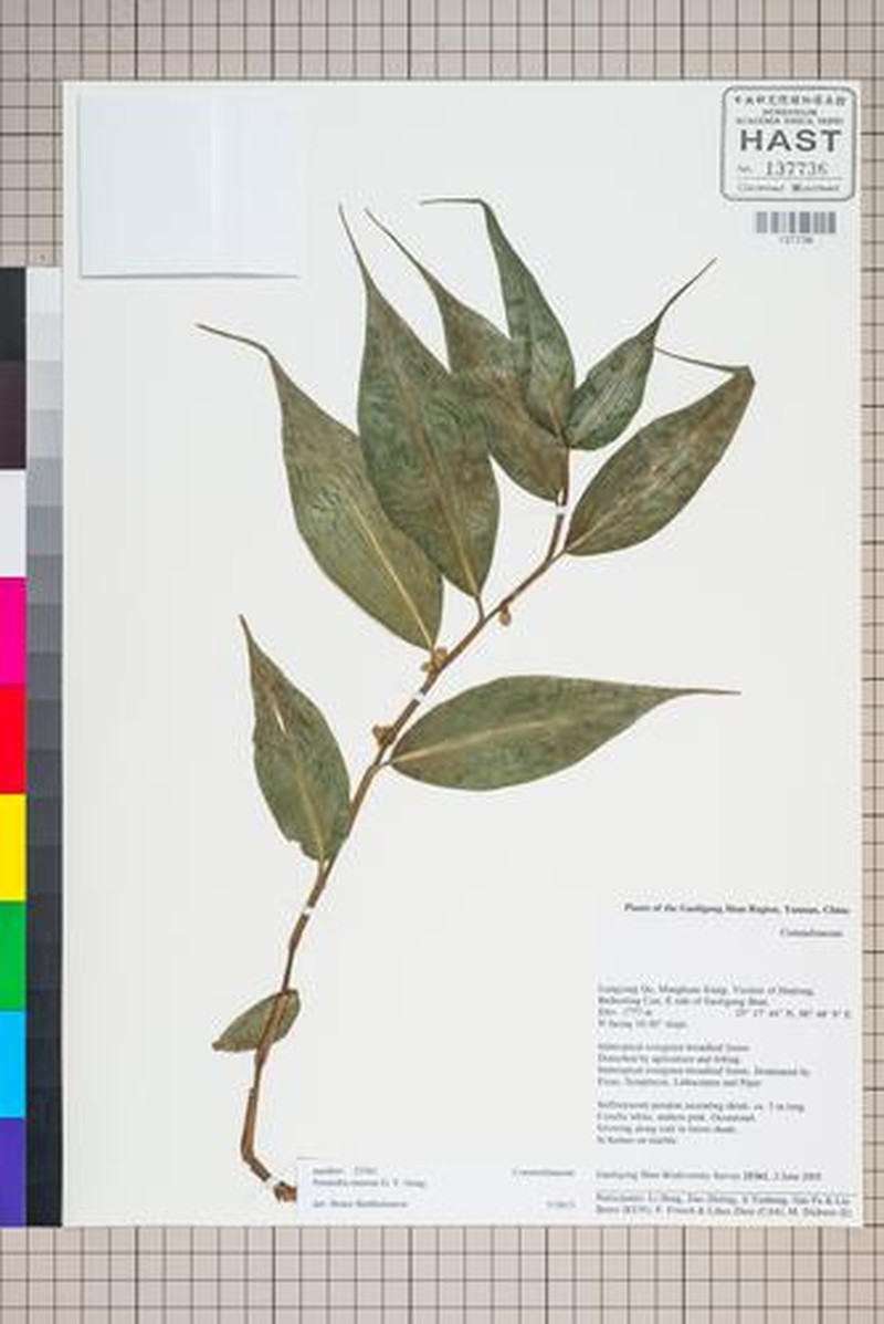 Amischotolype ramosa photo 3