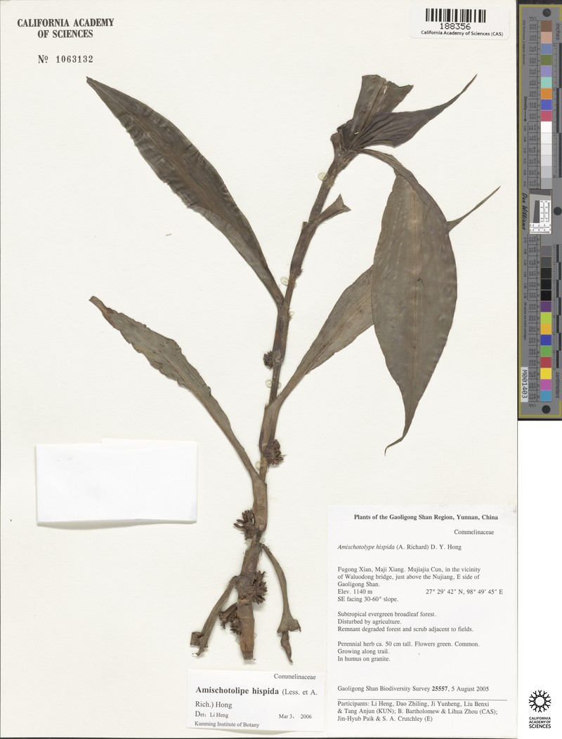 Amischotolype ramosa photo 4