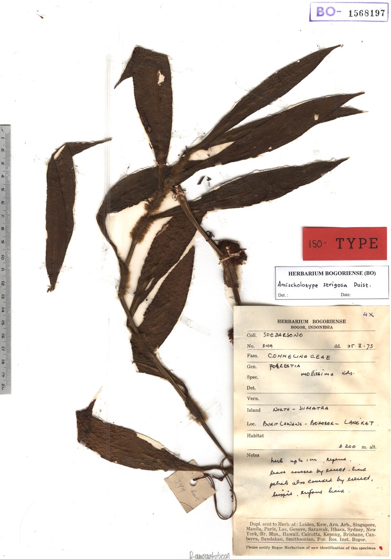 Amischotolype strigosa