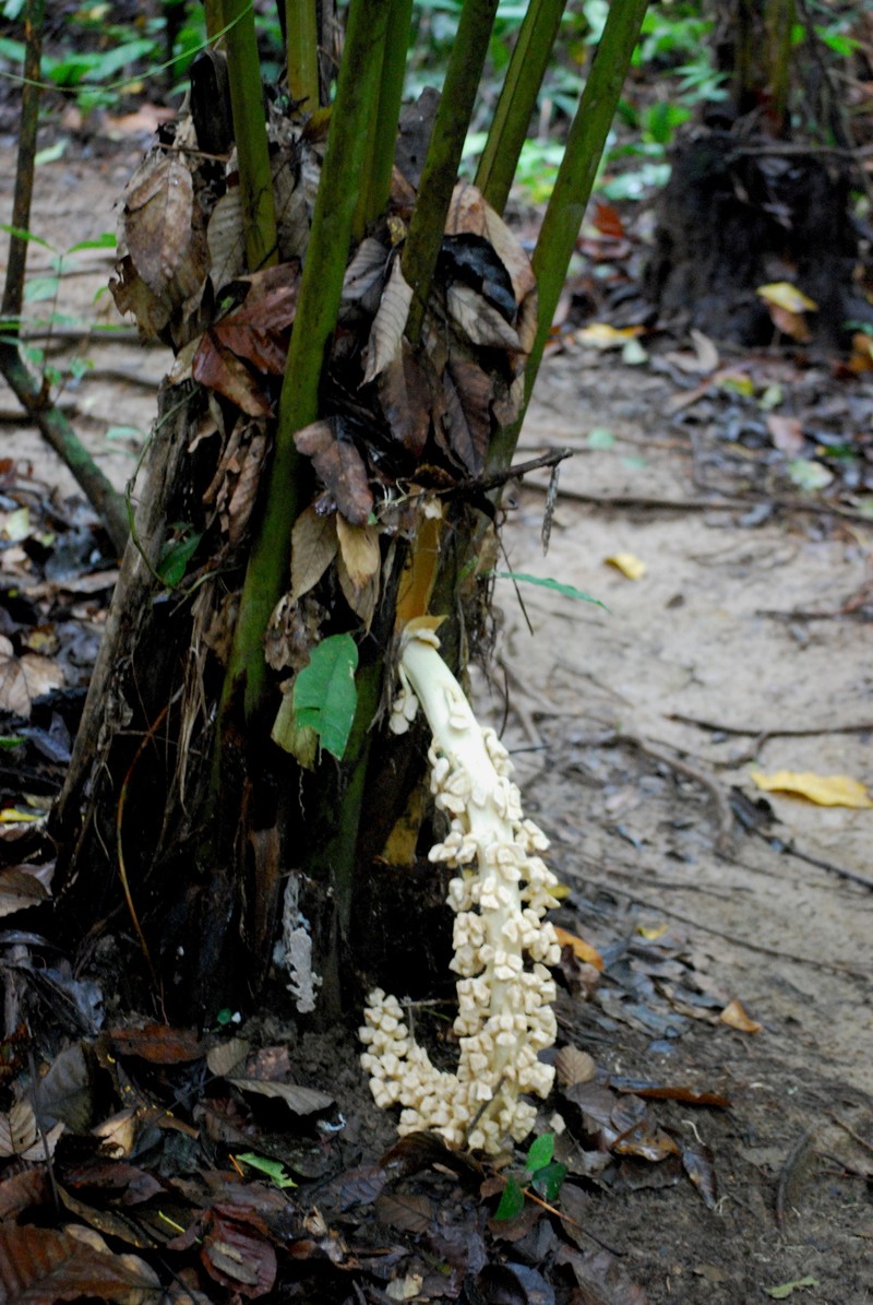 Ammandra decasperma