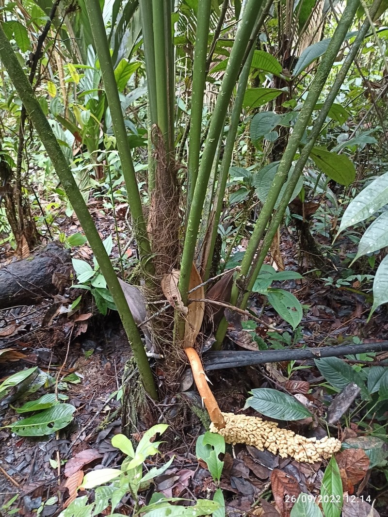 Ammandra decasperma photo 2