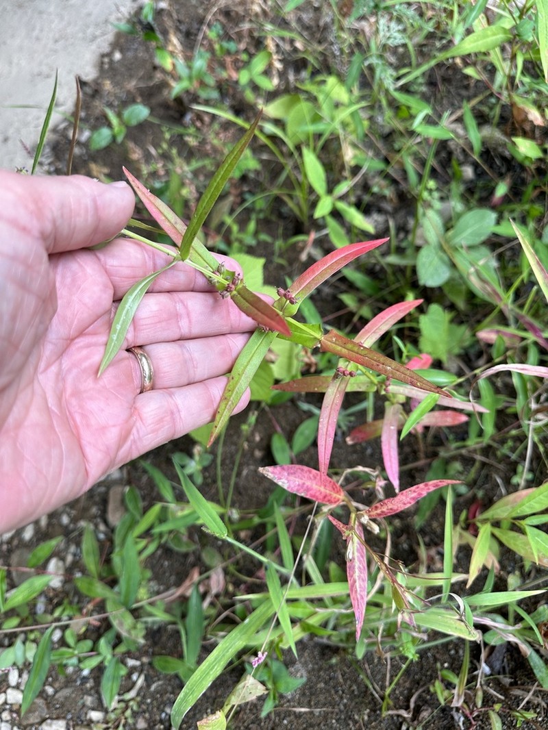 Eared Redstem photo 2