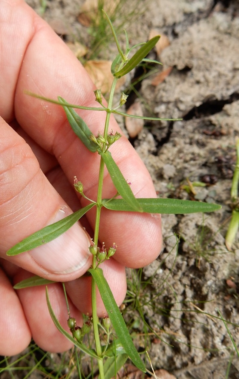 Eared Redstem photo 3