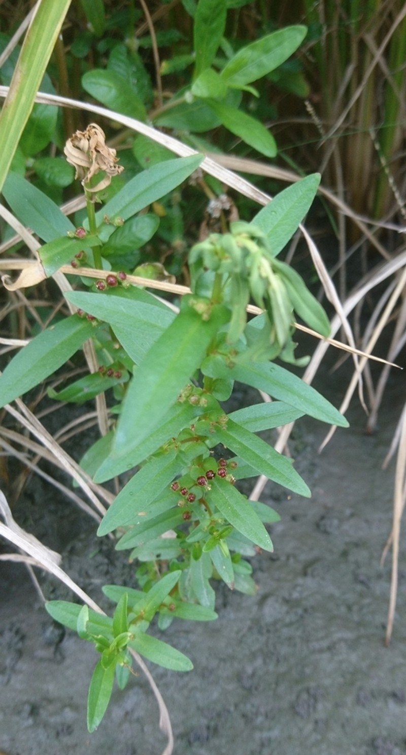 Eared Redstem photo 4