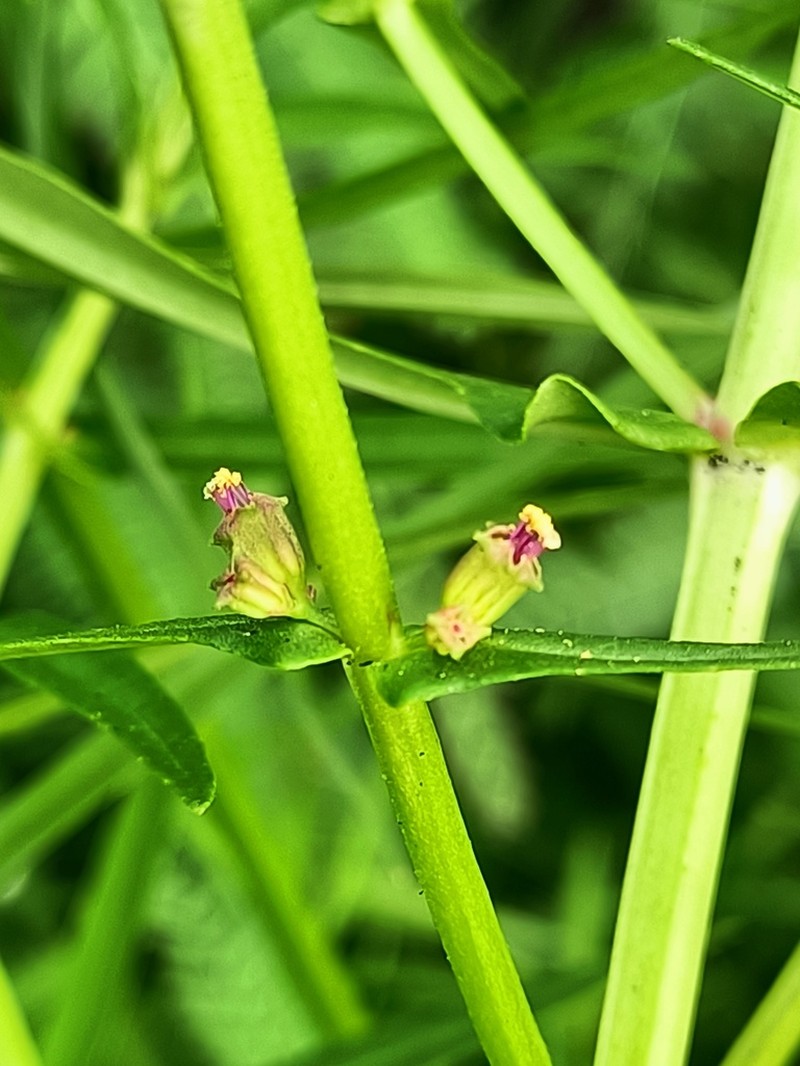 Eared Redstem photo 6