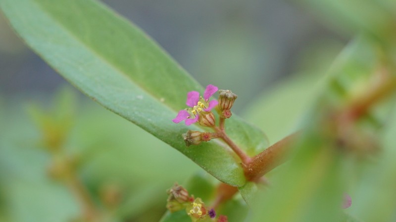 Eared Redstem photo 7