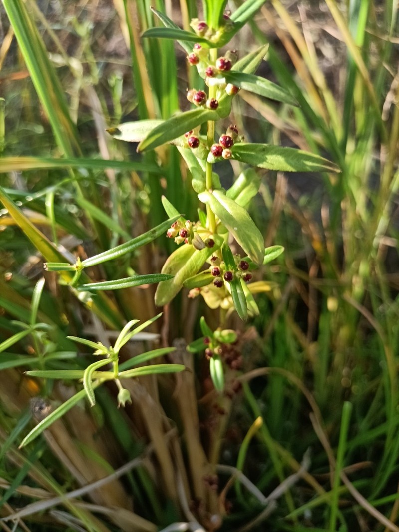 Eared Redstem photo 8