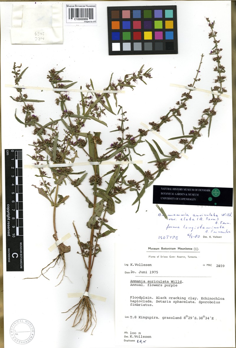 Ammannia aurita