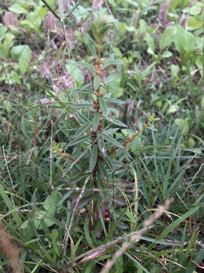 Monarch Redstem photo 2