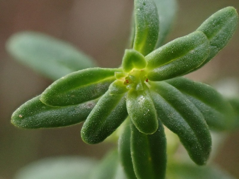 Monarch Redstem photo 3