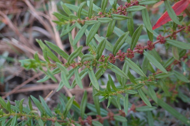 Monarch Redstem photo 4